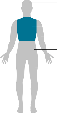 human body