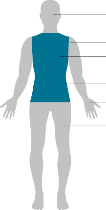 human body