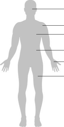human body