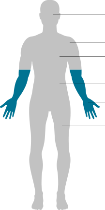 human body