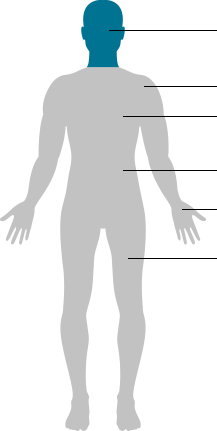 human body