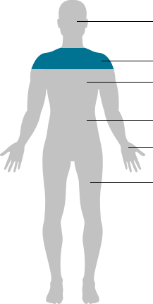 human body